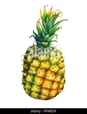 Reife Ananas mit grünen Blättern. Aquarell Bild auf einem weißen Hintergrund. Stockfoto