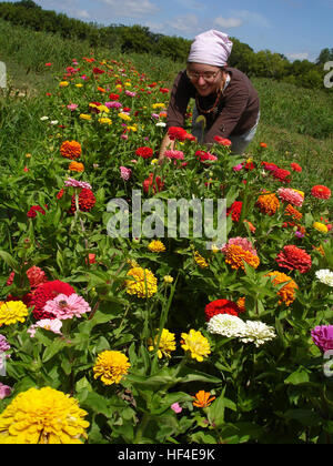 Weibliche Blüte Landwirt arbeiten im Wachstumsfeld im ländlichen Wisconsin, USA Stockfoto