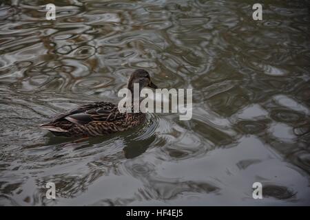 Ente (Anas Platyrhynchos) im See Stockfoto