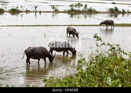 Wasserbüffel grasen in überfluteten Reisfeldern. Stockfoto