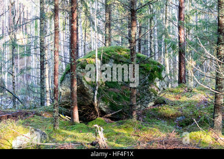 Großer Felsen mit Moos drauf im Wald Stockfoto
