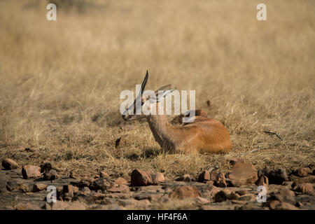 Schöne indische Gazelle in der Natur Lebensraum in Indien Stockfoto