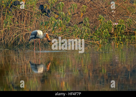 Bemalte Storch (Mycteria Leucocephala) fängt Fische im Bach. Natürlichen Thema. Stockfoto