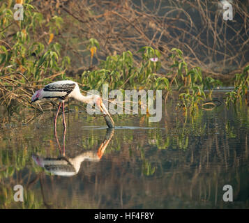 Bemalte Storch (Mycteria Leucocephala) fängt Fische im Bach. Natürlichen Thema. Stockfoto