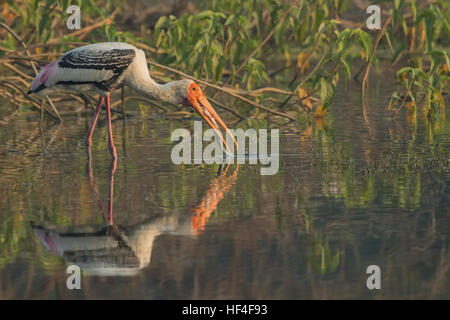 Bemalte Storch (Mycteria Leucocephala) fängt Fische im Bach. Natürlichen Thema. Stockfoto