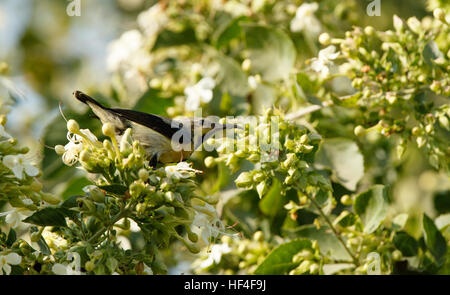 Diese weibliche Sunbird füttert Nektar der Blume Stockfoto