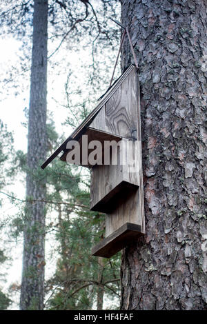 Hölzernen Fledermauskasten auf einer Kiefer Stockfoto