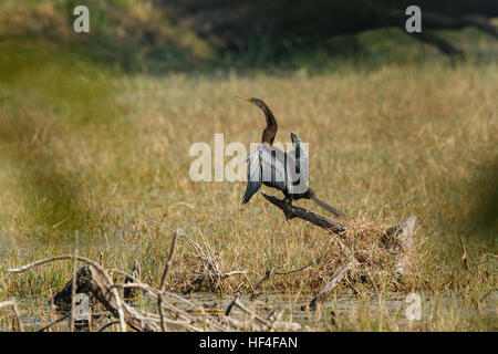 Eine orientalische Darter (Anhinga Rufa) isoliert auch bekannt als ein Snakebird, thront auf einem Toten Ast gegen einen verschwommenen natürlichen Hinterg Stockfoto