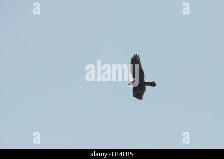 Schwarzer Adler Fliegen Unter Der Sonne Stockfotografie Alamy