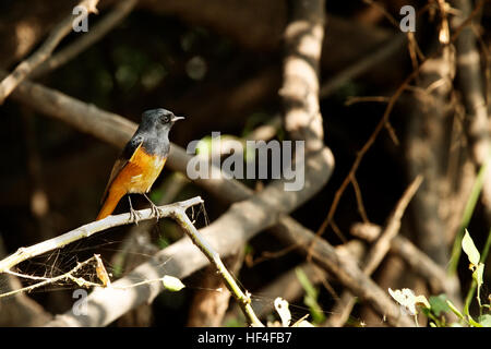 Daurische Redstart (Auroreus Phoenicurus) schöner Vogel orange Bauch, schwarzen Flügeln und Silber Kopf hocken auf dem Ast Stockfoto