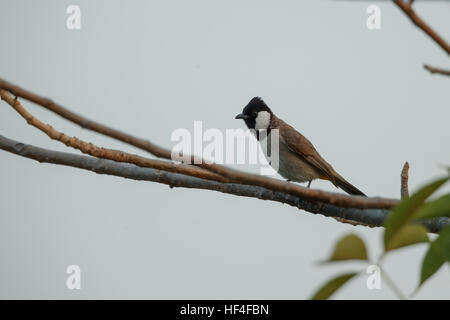 Schönen weißen Wangen Bulbul thront auf einem Ast eines Baumes Stockfoto