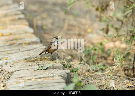 Blaukehlchen (Luscinia Svecica) Winter Besucher Vogel nach Indien mit weniger blaue Farbe auf seine Kehle beim hocken auf Felsen Stockfoto