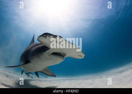 Großer Hammerhai - Sphyrna Mokarran mit einem kleinen Remora unter. Dieses Foto wurde in Bimini in den Bahamas Stockfoto