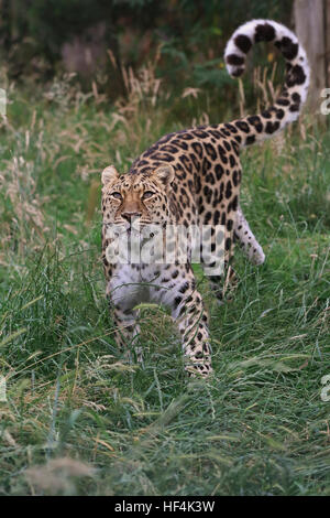 Amur Leopard (Panthera Pardus Orientalis), Erwachsene, stalking, Asien Stockfoto