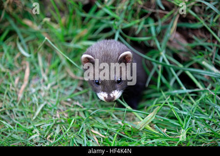 Europäischer Iltis, (Mustela Putorius), Junggebliebene Den Alarm, Porträt, Surrey, England, Europa Stockfoto