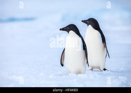 Zwei Adelie-Pinguine halten Sie vorsichtig beobachten für Raubtiere Stockfoto