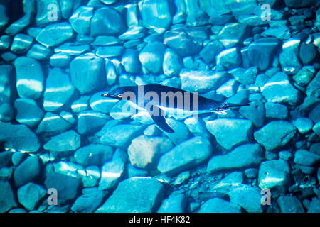 Ein Adelie Pinguin schwimmt durch den klaren blauen Gewässern vor Paulet Island, Antarktis Stockfoto