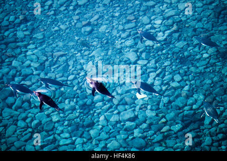 Eine Reihe von Adelie-Pinguine schwimmen durch den klaren blauen Gewässern vor Paulet Insel. Antarktis Stockfoto