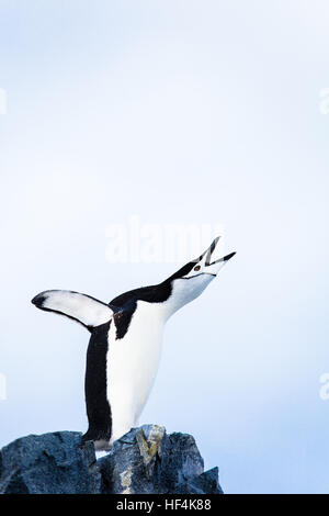 Ein Kinnriemen Pinguin Trumpts laut. Antarktis. Stockfoto