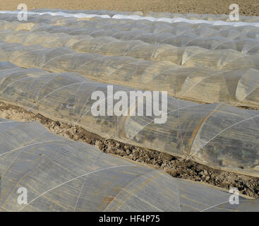 Gewächshäuser der Polymerfolie hergestellt. Zeitigen Frühjahr in den Garten Gewächshäusern. Stockfoto