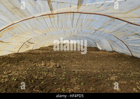Gewächshäuser der Polymerfolie hergestellt. Zeitigen Frühjahr in den Garten Gewächshäusern. Stockfoto