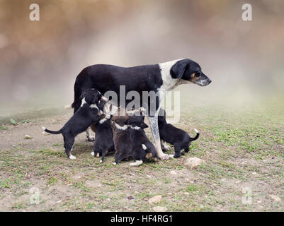 Straßenhund weiblich speist kleine Welpen Stockfoto
