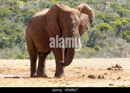 Elefant stehend mit seinen Ohren flatterte und seine Beine gekreuzt. Stockfoto