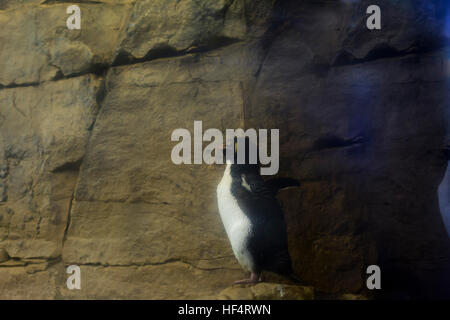 Südlichen Felsenpinguin Bewachung einer Höhle Stockfoto