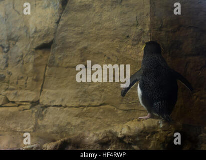Südlichen Felsenpinguin Bewachung einer Höhle Stockfoto