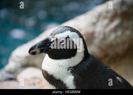 Nahaufnahme von einem afrikanischen Pinguin Stockfoto