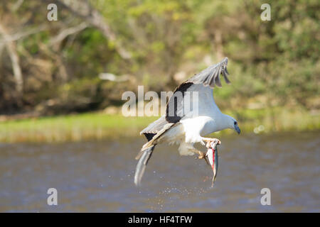 White-bellied Seeadler (Haliaeetus Leucogaster), auch bekannt als die weißen Brüsten Seeadler mit Fisch Stockfoto