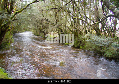 Nasse Eukalyptus Wald Tasmanien Stockfoto