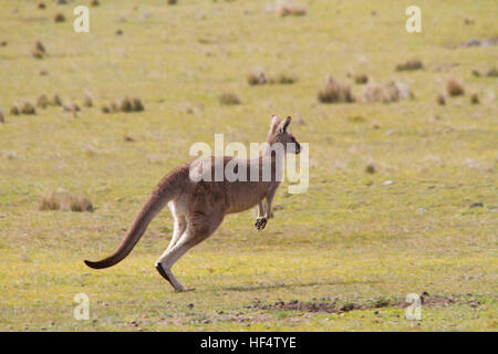 Eastern Grey Kangaroo (Macropus giganteus) Sie wird auch als die grossen Grauen Kängurus und der Förster kangaroo bekannt Stockfoto