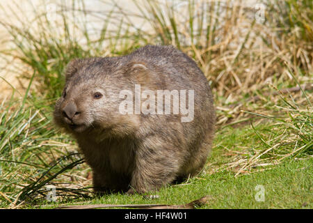 Gemeinsamen Wombat (Vombatus Ursinus) Stockfoto
