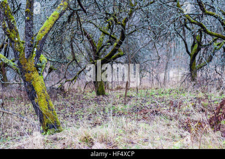 Tot, getrocknete, verlassenen Bäume Apfelgarten Stockfoto