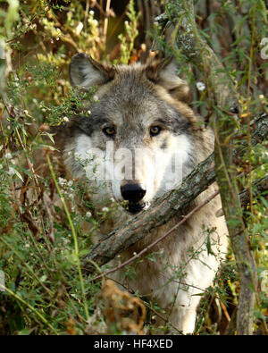 Ein Wolf starrt zwischen Büschen Stockfoto