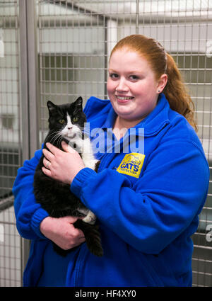 Demelza, eine weibliche Katze im Alter von 8y1m (ca.) Wesen von Cat Care Assistant gehalten, Jacqui Marschall bei Katzen Schutz Belfast Adoption Centre als tierische Liebe hat einen dringenden Appell für Möchtegern Katze Eigentümer erwägt ältere Tiere. Stockfoto