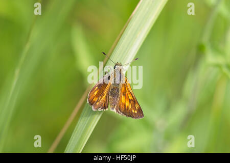 Großen Skipper Butterfly (Ochlodes Venatus) weiblich Riesenhai, Cambridgeshire, England, UK. Stockfoto