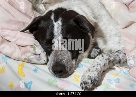 Jasper der australischen Blue Heeler Hund schlafen unter Bettdecke-Victoria, British Columbia, Kanada. Stockfoto