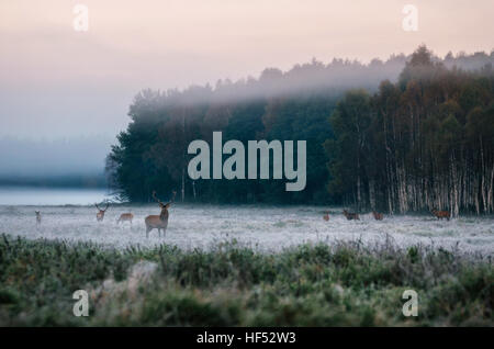 Rotwild-Führer und Herde auf dem verschneiten Feld gegen den nebligen Wald in den frühen Morgenstunden während der Brunft in Belarus Stockfoto