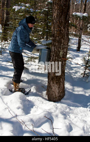 Die Appalachian Mountain Club Highland Center an Crawford Notch, New Hampshire, USA, Ahorn Sap aus Sammlung Eimer sammeln Stockfoto