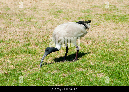 Ibis Vogel - Sydney - Australien Stockfoto