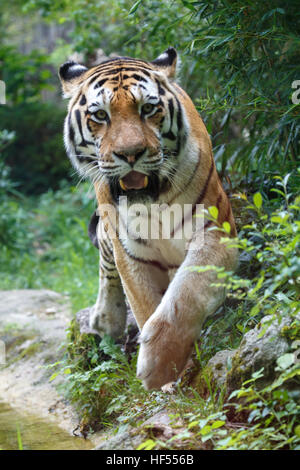 Frontalansicht eines sibirischen Tiger oder Amur-Tiger, Panthera Tigris Altaica, nähert sich der Kamera. Stockfoto
