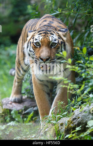 Frontalansicht eines sibirischen Tiger oder Amur-Tiger, Panthera Tigris Altaica, schaut in die Kamera. Stockfoto