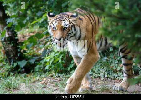 Blick auf ein sibirischer Tiger oder Amur-Tiger, Panthera Tigris Altaica, bewegt sich in den Wald. Stockfoto