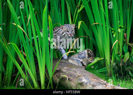 Fischen-Katze (Prionailurus Viverrinus), Erwachsene im Wasser stalking, Asien Stockfoto