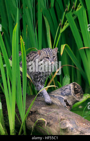 Fischen-Katze (Prionailurus Viverrinus), Erwachsene im Wasser stalking, Asien Stockfoto