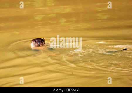 Europäischen Fischotter, gemeinsame Fischotter (Lutra Lutra), Erwachsenen schwimmen, Surrey, England, Europa Stockfoto