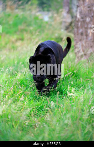 Jaguar, schwarze Panther, (Panthera Onca), Erwachsene, stalking, Südamerika Stockfoto