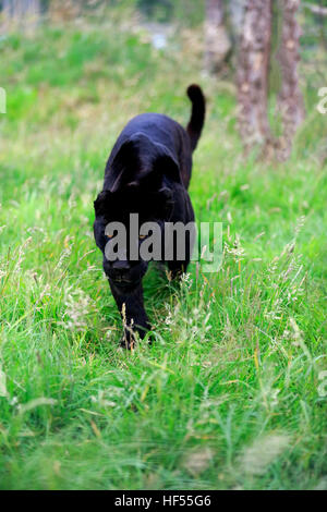 Jaguar, schwarze Panther, (Panthera Onca), Erwachsene, stalking, Südamerika Stockfoto